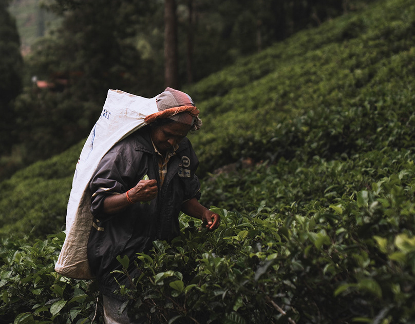 Sri-Lanka-Tea-Factory